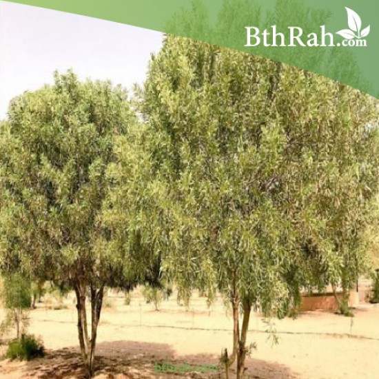 بذور شجرة السنط الملحي -  Acacia ampliceps 