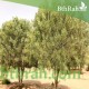 بذور شجرة السنط الملحي -  Acacia ampliceps 