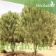 بذور شجرة السنط الملحي - Acacia nilotica subsp بذور شجرة السنط الملحي - Acacia nilotica subsp