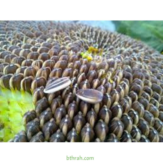 بذور دوّار الشمس (Helianthus annuus) بذور دوّار الشمس (Helianthus annuus)
