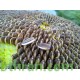 بذور دوّار الشمس (Helianthus annuus) بذور دوّار الشمس (Helianthus annuus)