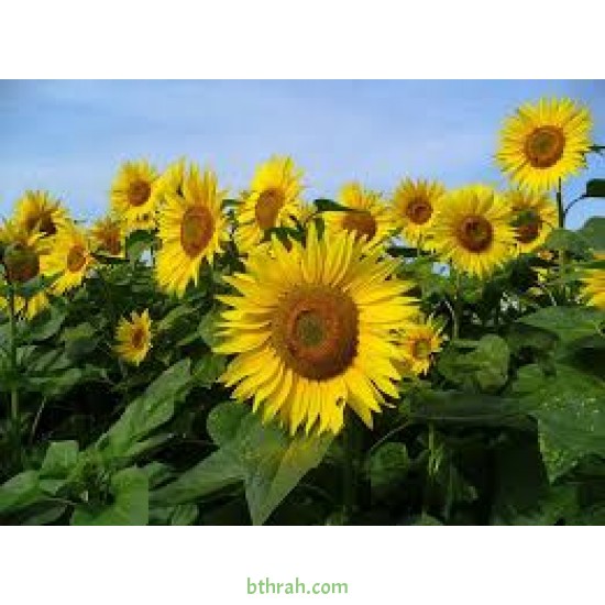 بذور دوّار الشمس (Helianthus annuus) بذور دوّار الشمس (Helianthus annuus)