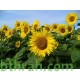 بذور دوّار الشمس (Helianthus annuus) بذور دوّار الشمس (Helianthus annuus)