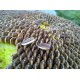 بذور دوّار الشمس (Helianthus annuus) بذور دوّار الشمس (Helianthus annuus)