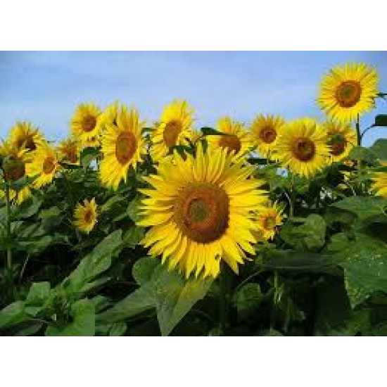 بذور دوّار الشمس (Helianthus annuus) بذور دوّار الشمس (Helianthus annuus)