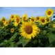 بذور دوّار الشمس (Helianthus annuus) بذور دوّار الشمس (Helianthus annuus)