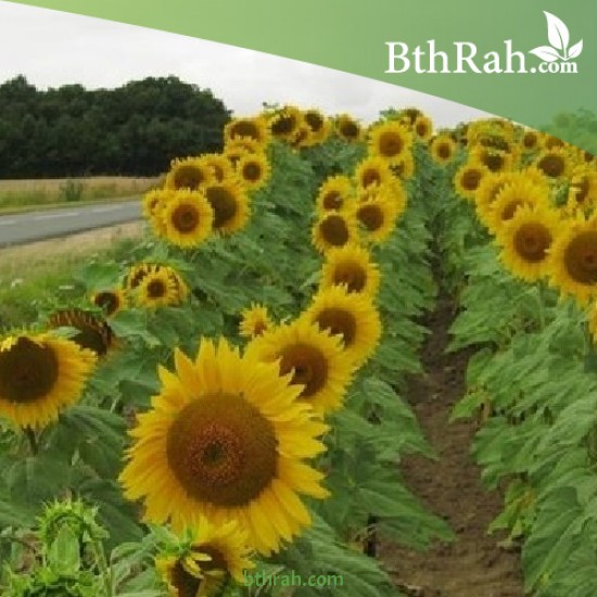 بذور دوّار الشمس (Helianthus annuus) بذور دوّار الشمس (Helianthus annuus)