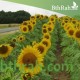 بذور دوّار الشمس (Helianthus annuus) بذور دوّار الشمس (Helianthus annuus)
