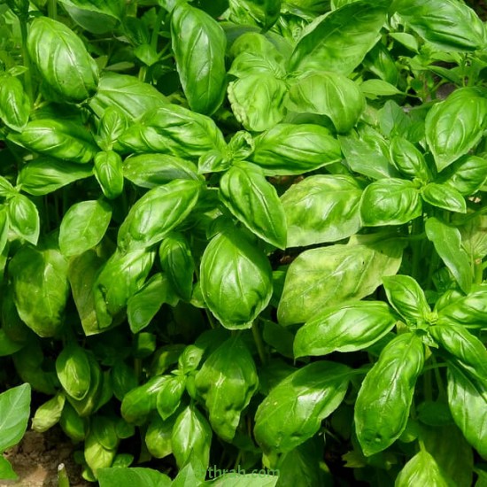 بذور عشبة الريحان - Ocimum basilicum بذور عشبة الريحان - Ocimum basilicum