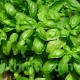 بذور عشبة الريحان - Ocimum basilicum بذور عشبة الريحان - Ocimum basilicum