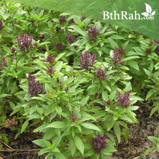 بذور عشبة الريحان - Ocimum basilicum بذور عشبة الريحان - Ocimum basilicum