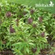 بذور عشبة الريحان - Ocimum basilicum بذور عشبة الريحان - Ocimum basilicum