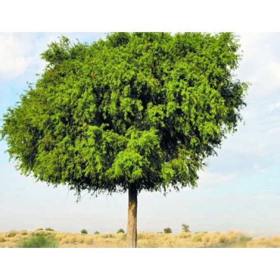 بذور شجرة الغاف الخليجي Prosopis Cineraria