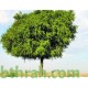 بذور شجرة  الغاف الخليجي ( Prosopis cineraria )