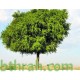 بذور شجرة الغاف الخليجي ( Prosopis cineraria ) بذور شجرة الغاف الخليجي ( Prosopis cineraria )