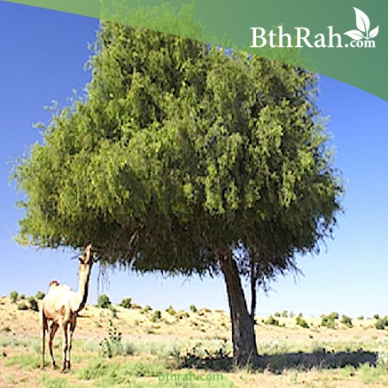 بذور شجرة الغاف الخليجي Prosopis Cineraria 50