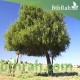 بذور شجرة  الغاف الخليجي ( Prosopis cineraria )