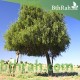 بذور شجرة الغاف الخليجي ( Prosopis cineraria ) بذور شجرة الغاف الخليجي ( Prosopis cineraria )