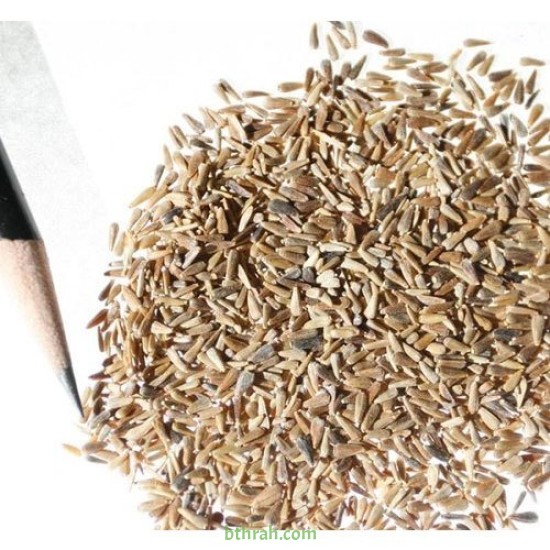 بذور زهرة استر Aster بذور زهرة استر Aster
