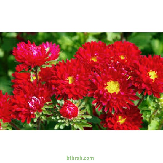 بذور زهرة استر Aster بذور زهرة استر Aster