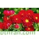 بذور زهرة استر Aster بذور زهرة استر Aster