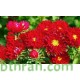 بذور زهرة استر (Aster) بذور زهرة استر (Aster)