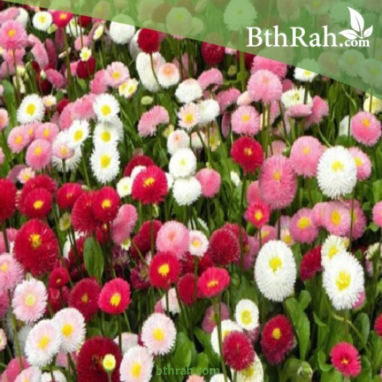 بذور زهرة استر Aster بذور زهرة استر Aster