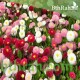 بذور زهرة استر Aster بذور زهرة استر Aster