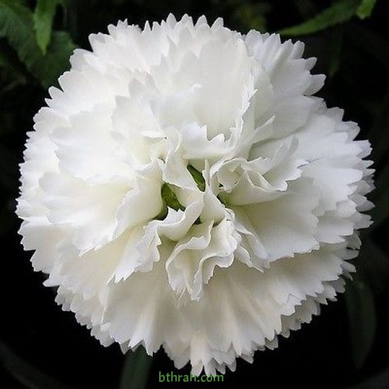 بذور زهور قرنفل جانيت (أبيض) (DIANTHUS CARPHYLLUS) بذور زهور قرنفل جانيت (أبيض) (DIANTHUS CARPHYLLUS)