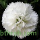 بذور زهور قرنفل جانيت (أبيض) (DIANTHUS CARPHYLLUS) بذور زهور قرنفل جانيت (أبيض) (DIANTHUS CARPHYLLUS)