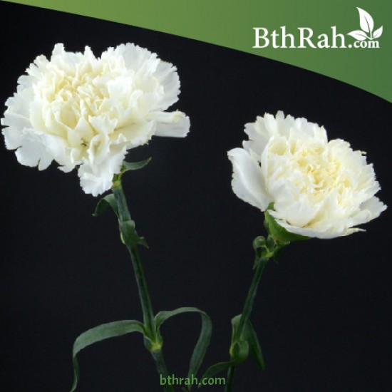 بذور زهور قرنفل جانيت (أبيض) (DIANTHUS CARPHYLLUS) بذور زهور قرنفل جانيت (أبيض) (DIANTHUS CARPHYLLUS)