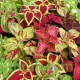 بذور زهرة السجّاد (Coleus Blumei) بذور زهرة السجّاد (Coleus Blumei)