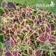 بذور زهرة السجّاد (Coleus Blumei) بذور زهرة السجّاد (Coleus Blumei)