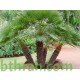 بذور نخيل واشنطوني - Washingtonia بذور نخيل واشنطوني - Washingtonia