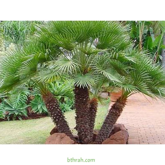 بذور نخيل واشنطوني - Washingtonia بذور نخيل واشنطوني - Washingtonia