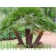 بذور نخيل واشنطوني - Washingtonia بذور نخيل واشنطوني - Washingtonia