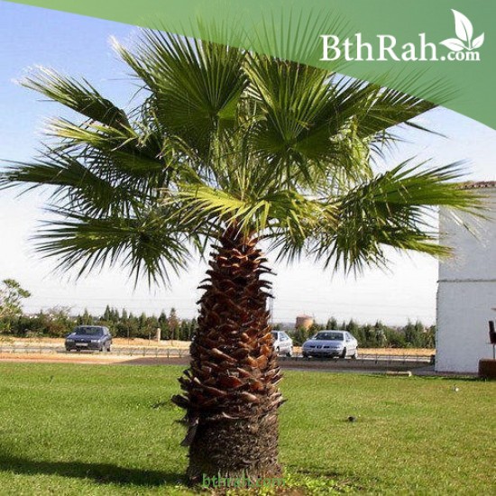 بذور نخيل واشنطوني - Washingtonia بذور نخيل واشنطوني - Washingtonia