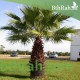 بذور نخيل واشنطوني - Washingtonia بذور نخيل واشنطوني - Washingtonia