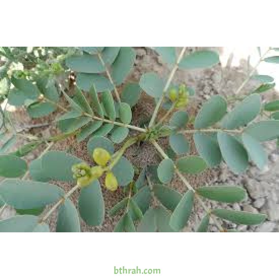 بذور العشرق italica Mill Senna بذور العشرق italica Mill Senna