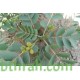 بذور العشرق italica Mill Senna بذور العشرق italica Mill Senna