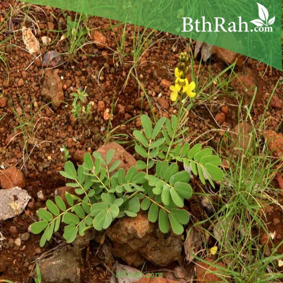 بذور العشرق italica Mill Senna بذور العشرق italica Mill Senna