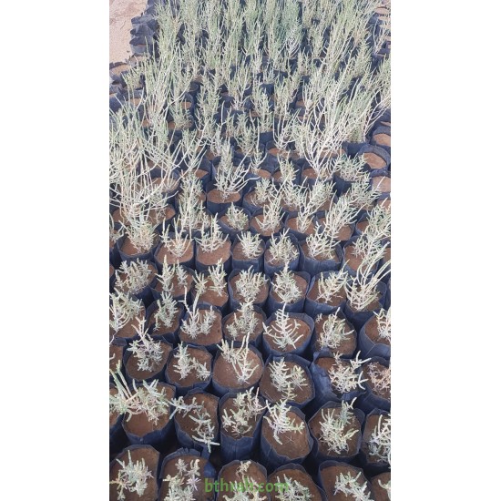 بذور الرمث - Haloxylon salicornicum