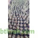 بذور الرمث - Haloxylon salicornicum بذور الرمث - Haloxylon salicornicum