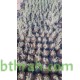 بذور الرمث - Haloxylon salicornicum بذور الرمث - Haloxylon salicornicum