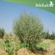 بذور الرمث - Haloxylon salicornicum بذور الرمث - Haloxylon salicornicum