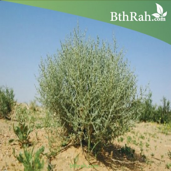 بذور الرمث - Haloxylon salicornicum بذور الرمث - Haloxylon salicornicum