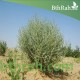 بذور الرمث - Haloxylon salicornicum بذور الرمث - Haloxylon salicornicum