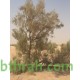 بذور شجر الغضى Haloxylon persicum بذور شجر الغضى Haloxylon persicum
