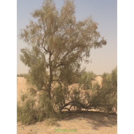 بذور شجر الغضى  Haloxylon persicum