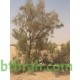 بذور شجر الغضى Haloxylon persicum بذور شجر الغضى Haloxylon persicum
